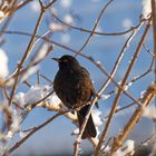 Amsel im Winter Wonderland