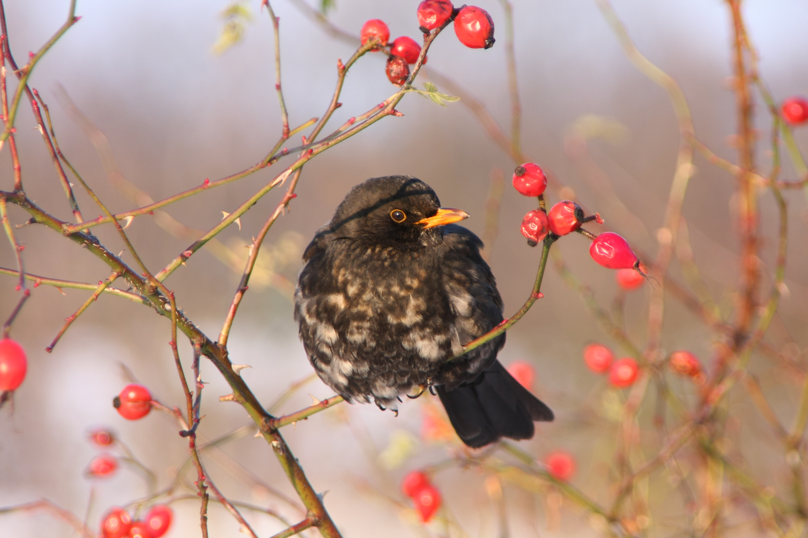 Amsel im Winterkleid