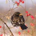 Amsel im Winterkleid