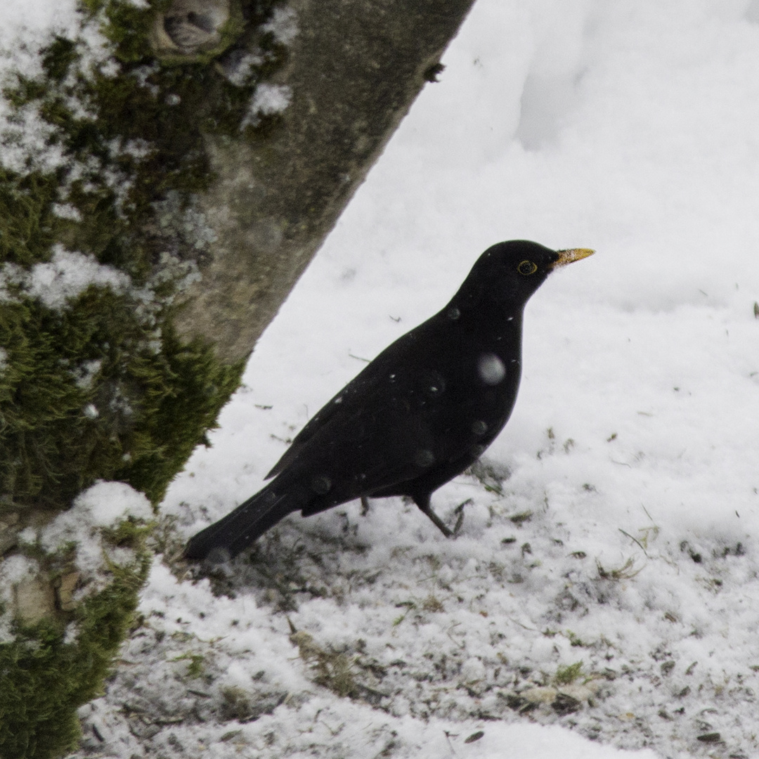  Amsel im Winterkleid