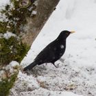  Amsel im Winterkleid