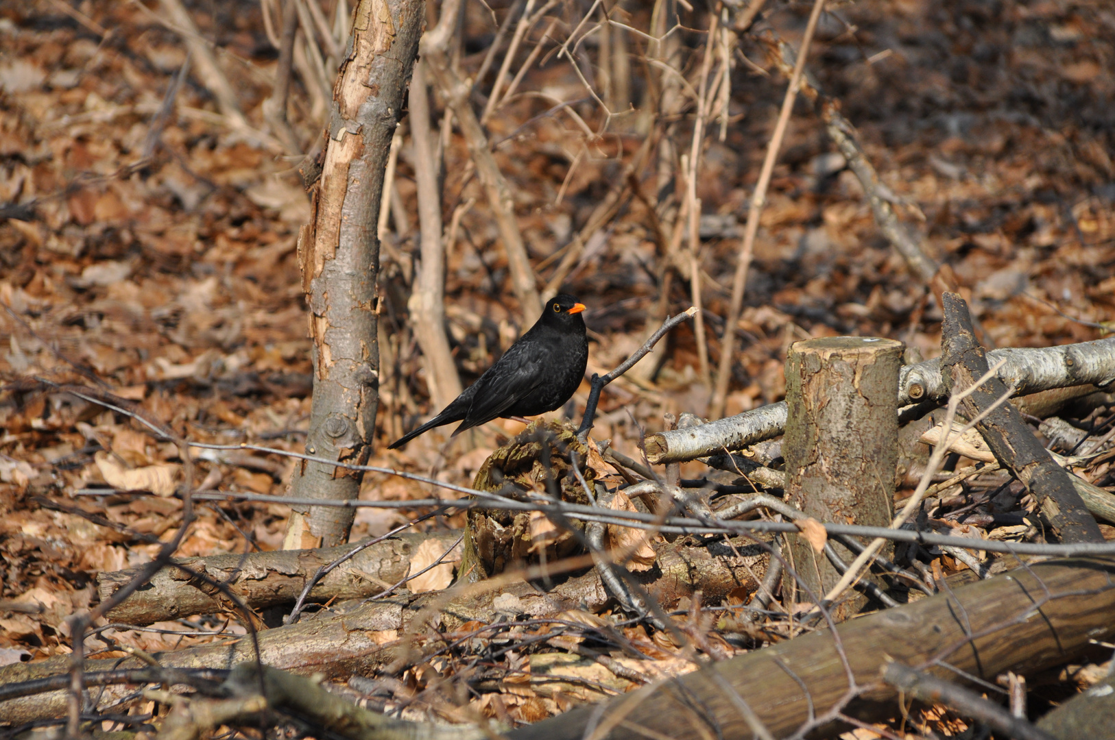 Amsel in Brauntönen