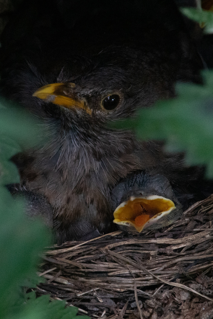 Amsel - In das Nest geschaut - Guck mol wia der guckt ;-))