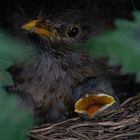 Amsel - In das Nest geschaut - Guck mol wia der guckt ;-))