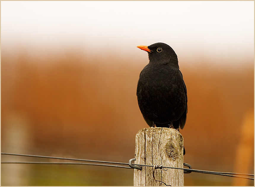 Amsel in den Weinbergen