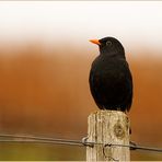 Amsel in den Weinbergen