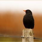 Amsel in den Weinbergen