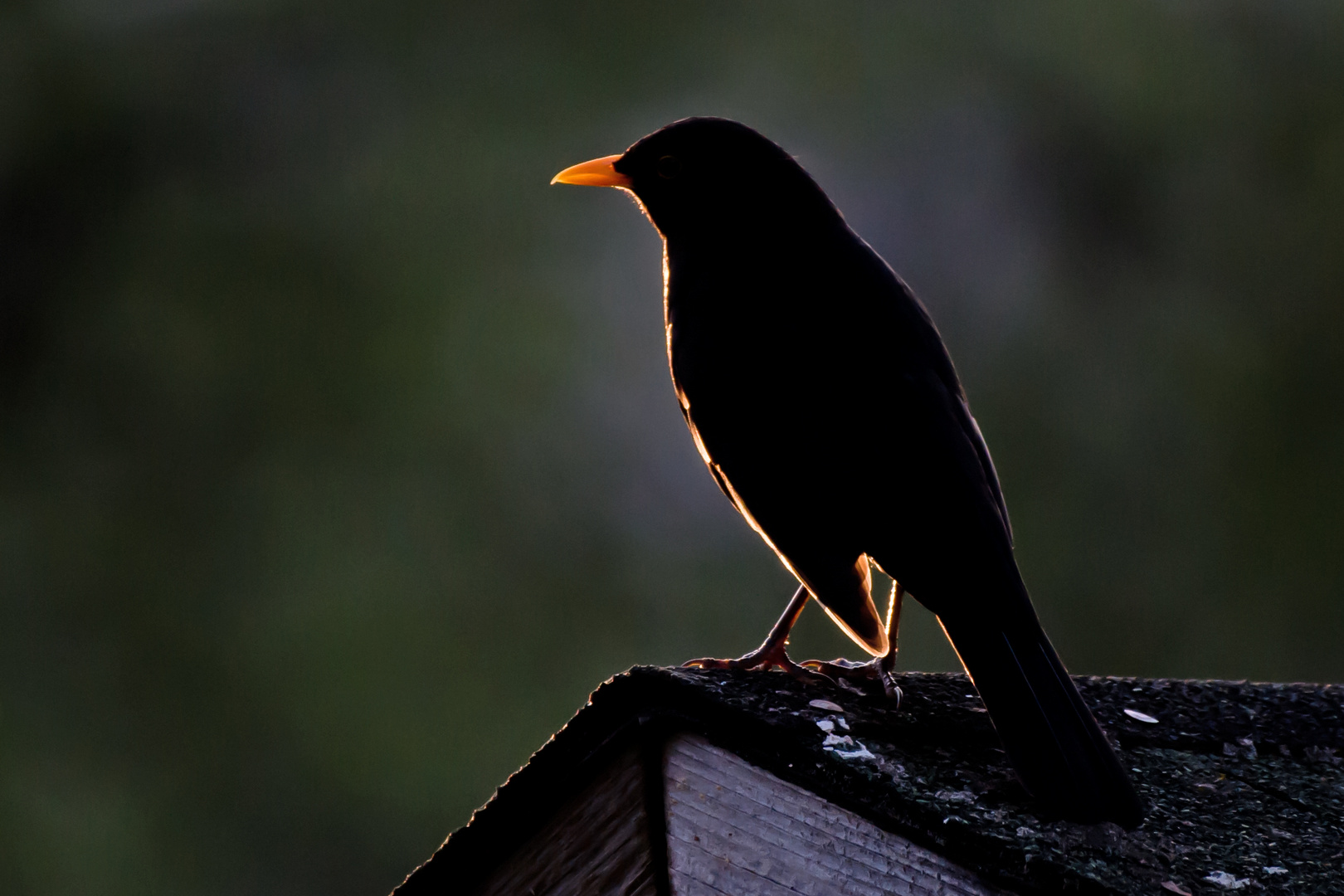 Amsel in der Abendsonne