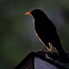 Amsel in der Abendsonne