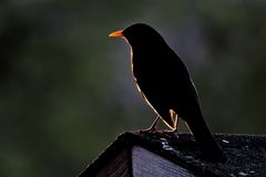 Amsel in der Abendsonne