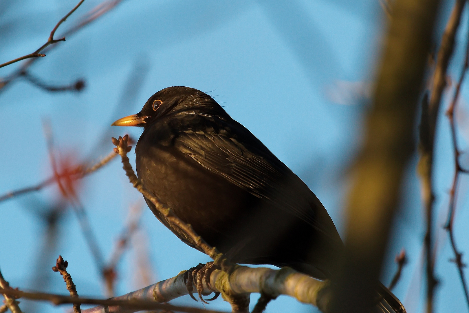 Amsel in der Abendsonne