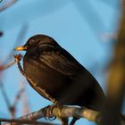 Amsel in der Abendsonne