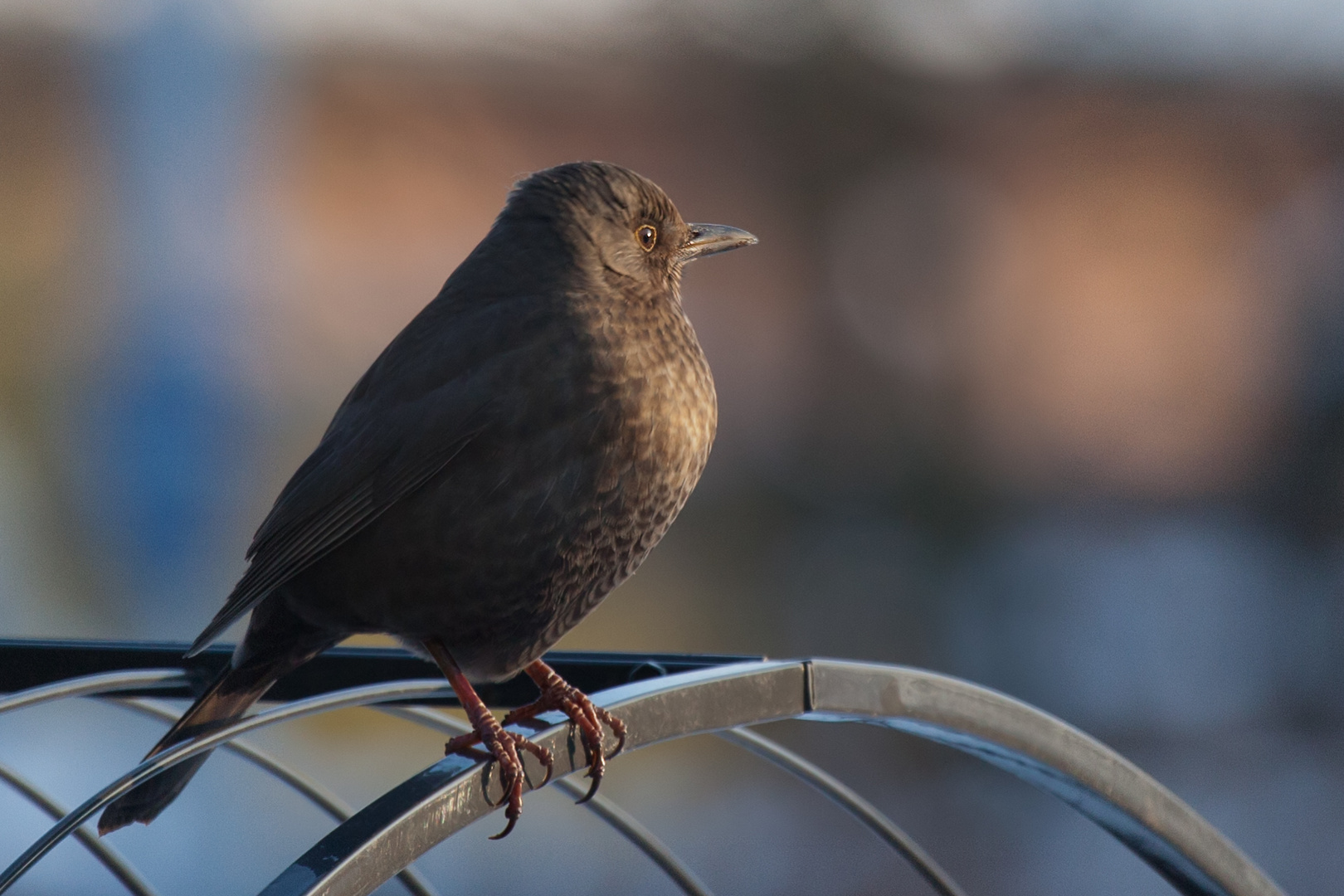 Amsel in der Abendsonne