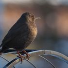 Amsel in der Abendsonne