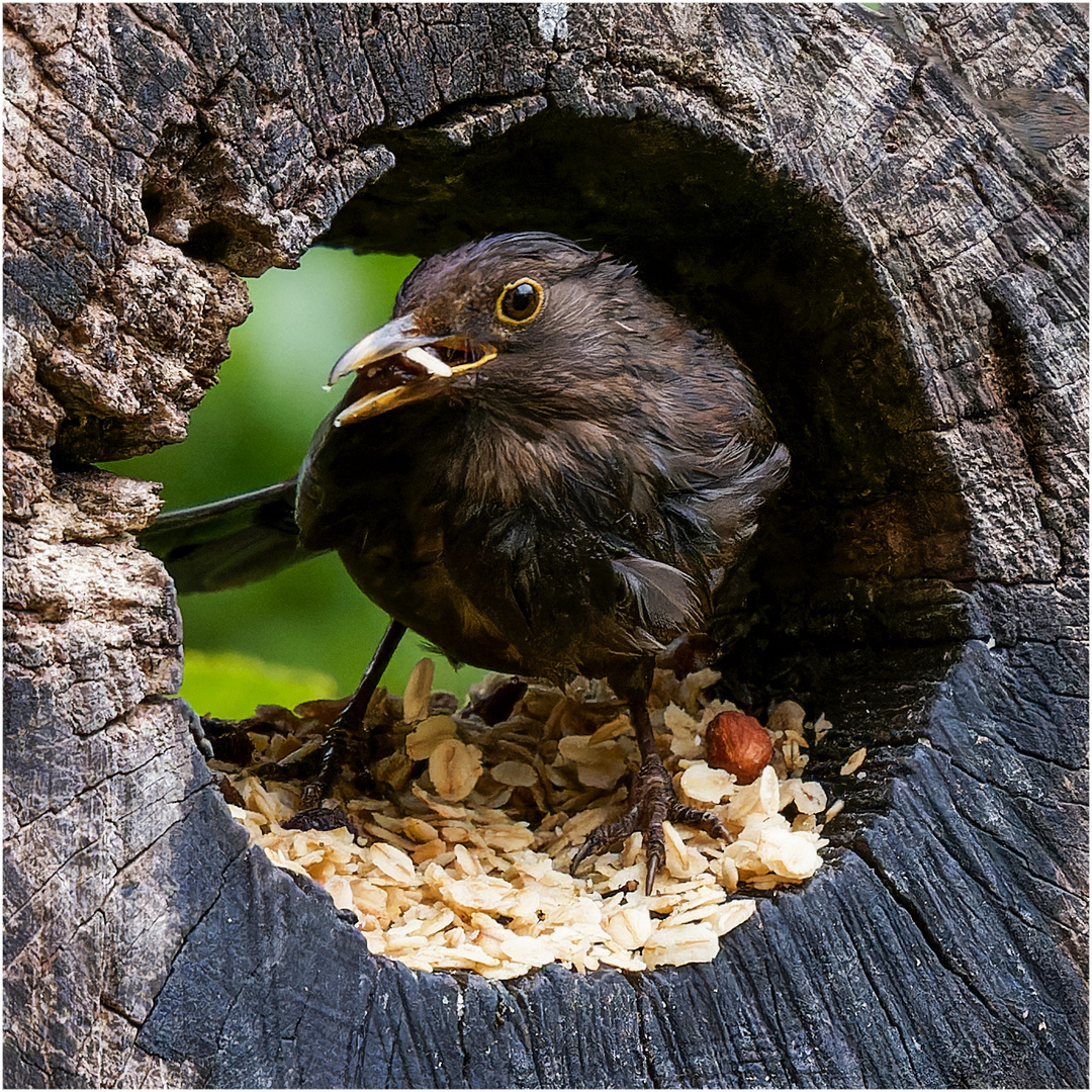 Amsel in der Baumröhre  .....