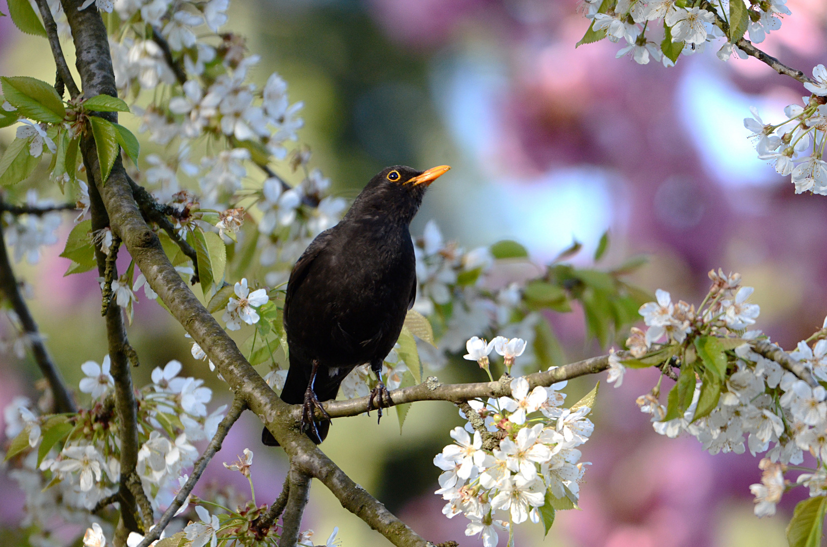 Amsel in der Kirschblüte