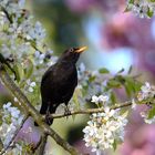 Amsel in der Kirschblüte