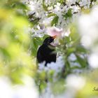 Amsel in der Kirschenblüte