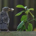 Amsel in der Mauser