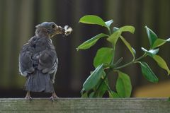 Amsel in der Mauser