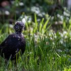 Amsel in der Mauser