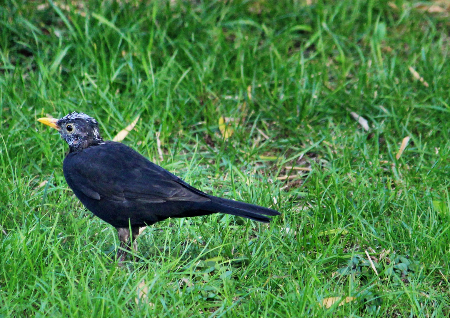 Amsel in der Mauser oder der Katze entronnen