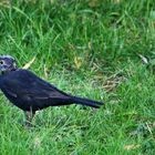 Amsel in der Mauser oder der Katze entronnen