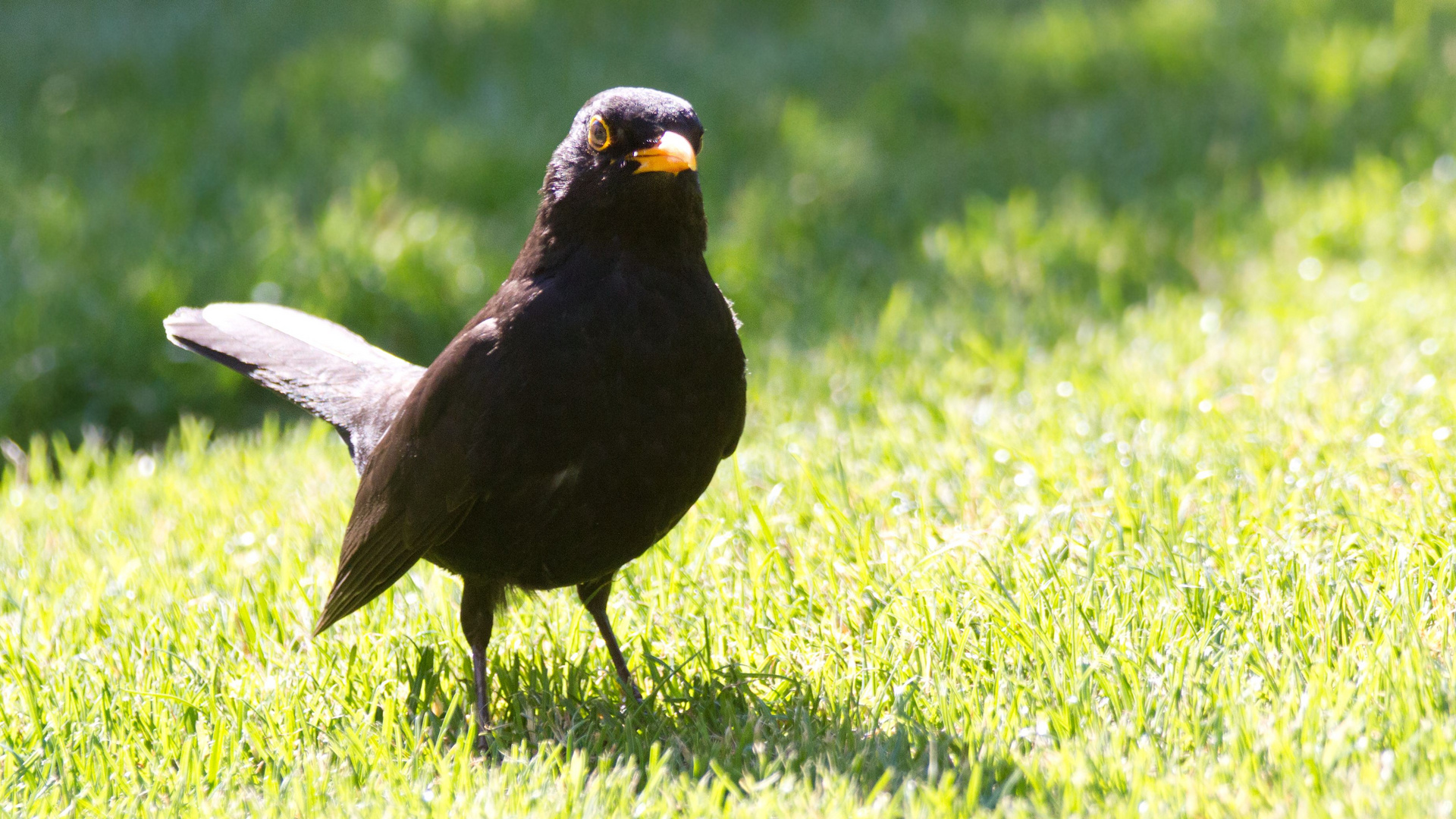 >>amsel in der sonne.