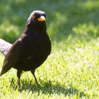 >>amsel in der sonne.<<