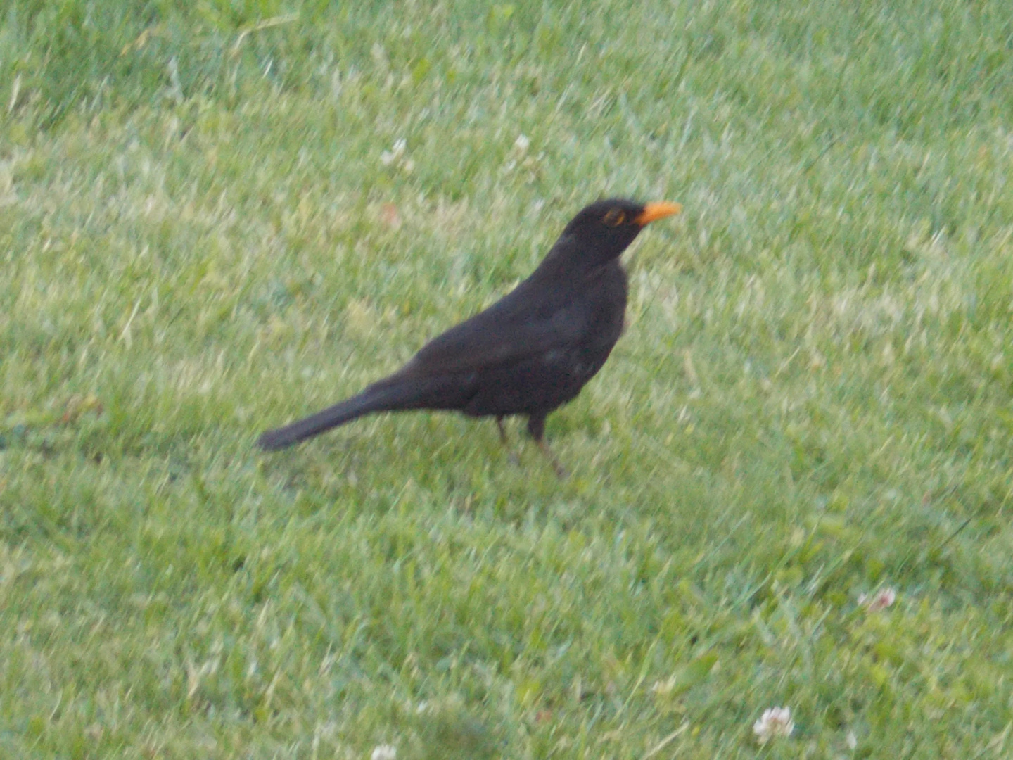 Amsel in der Wiese