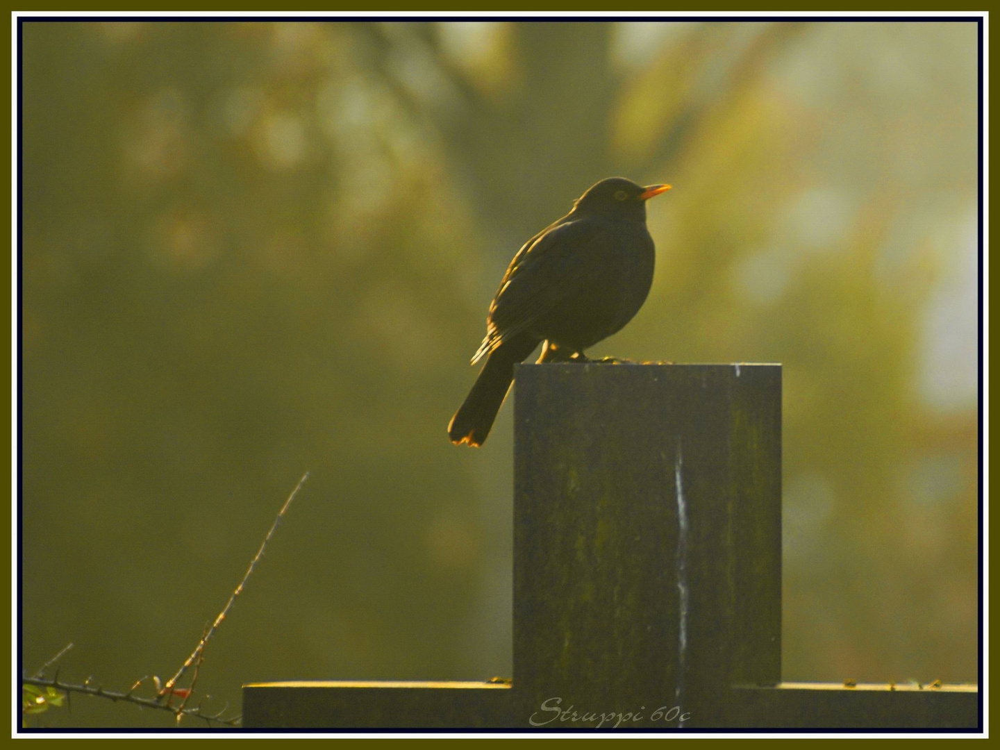 Amsel in Frühlings Sonne