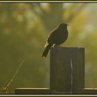 Amsel in Frühlings Sonne