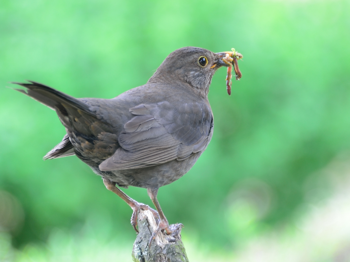 Amsel in Grün