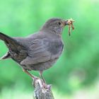 Amsel in Grün