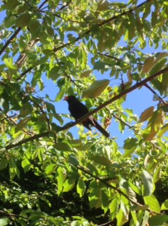 Amsel in meinem Garten