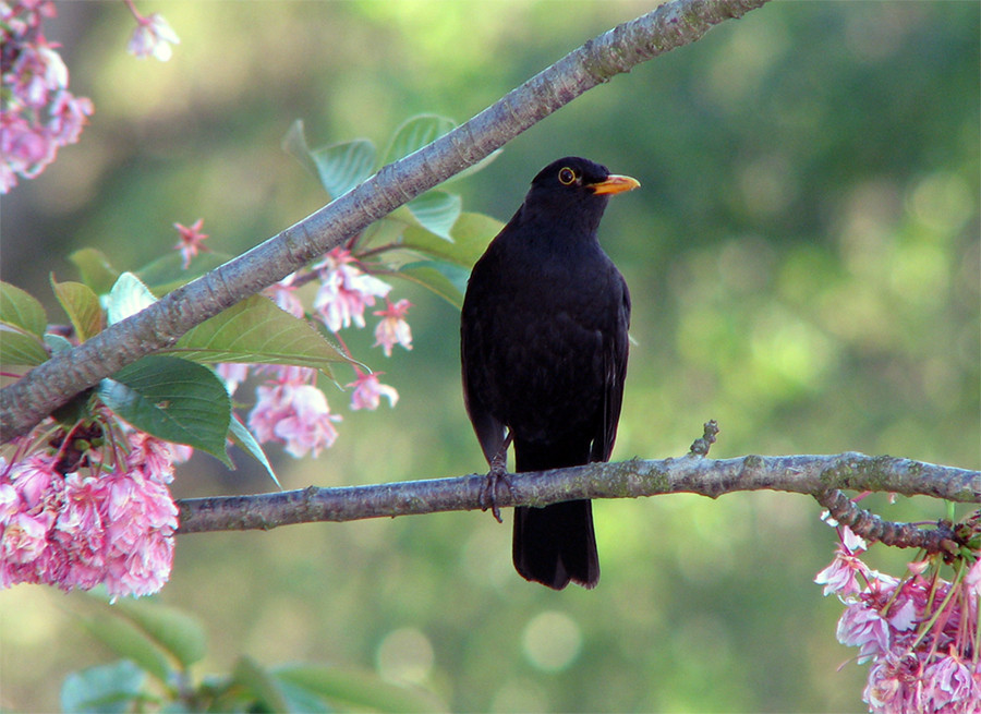 Amsel in Nachbar`s Kirschbaum