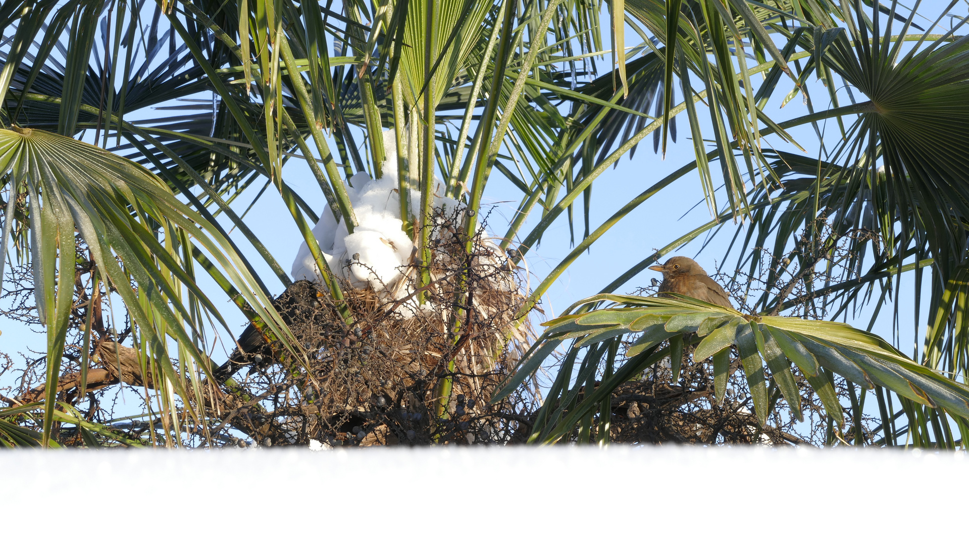 Amsel in Palme