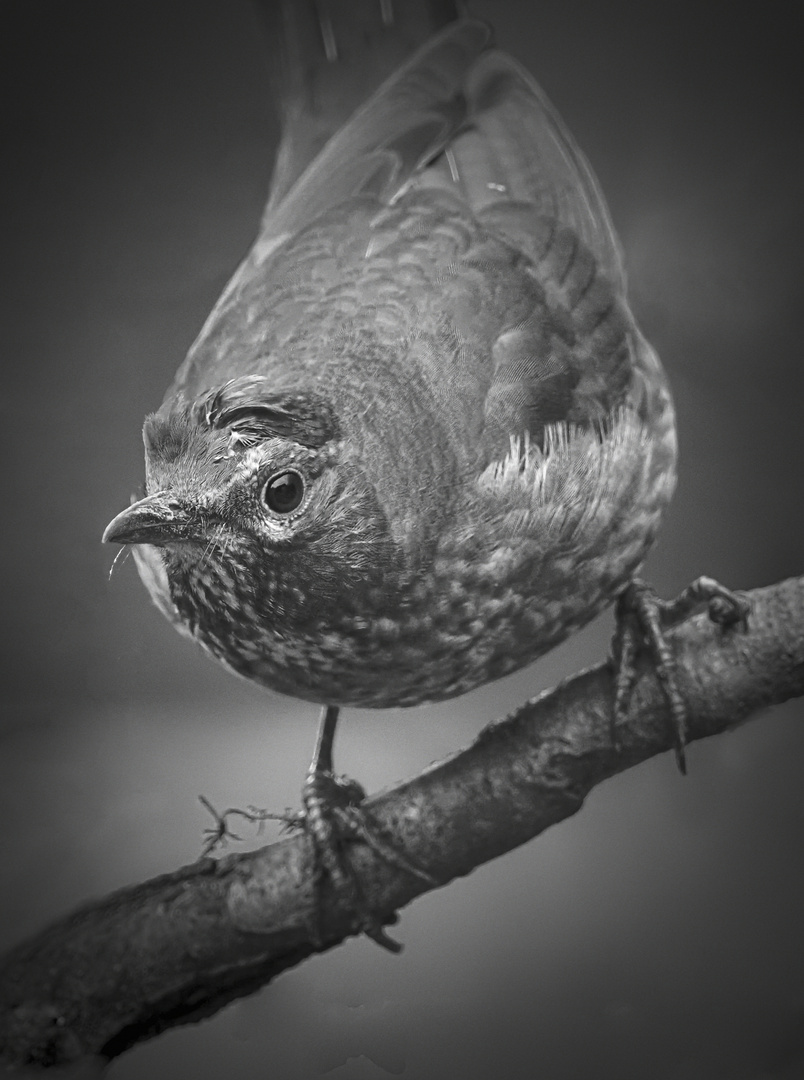 Amsel in Portait