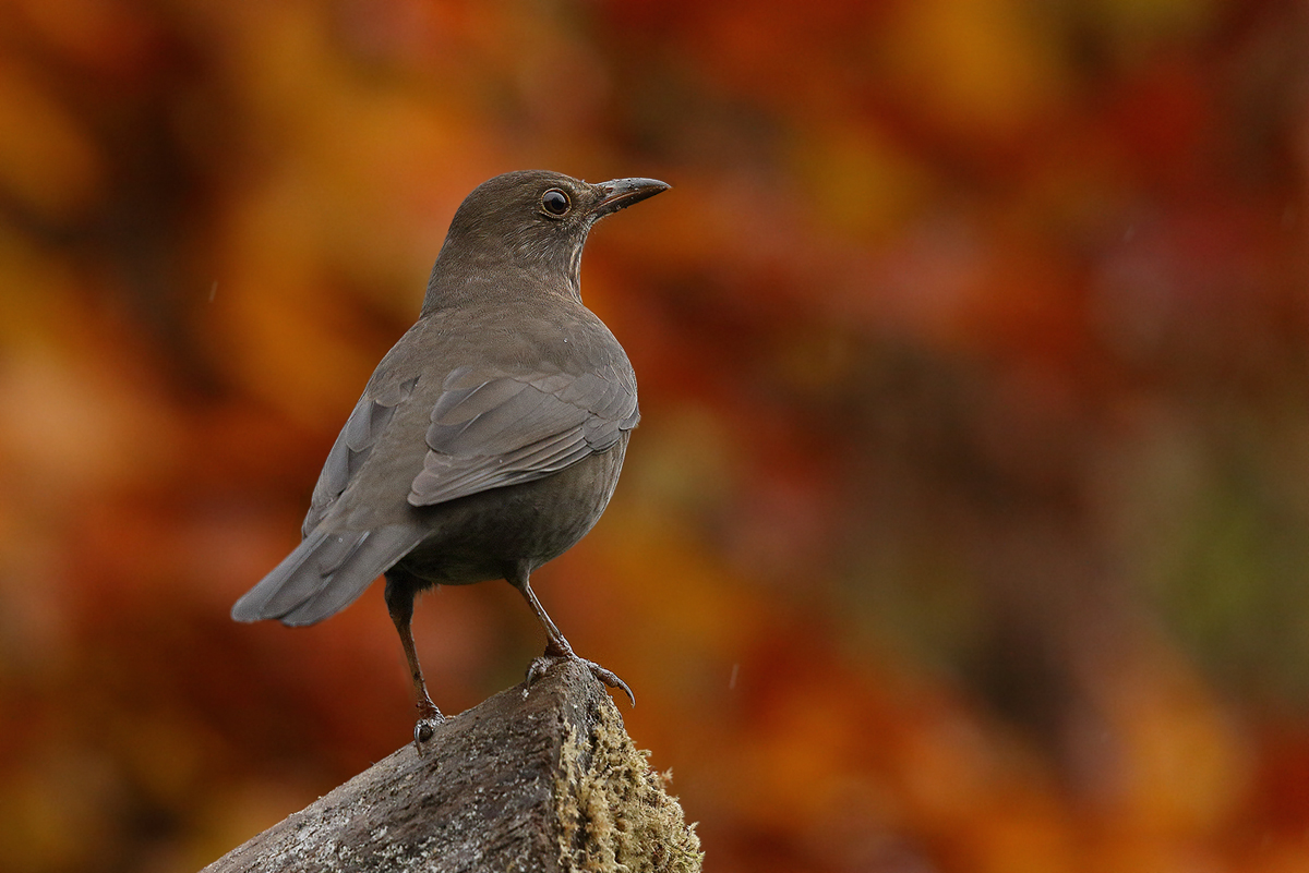 Amsel in Rot