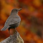 Amsel in Rot