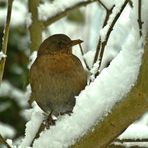 Amsel in Schnee