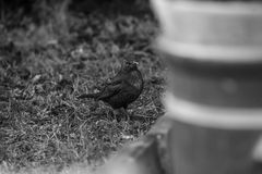 Amsel in Schwarz weiss