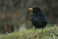 Amsel in seinem Revier...