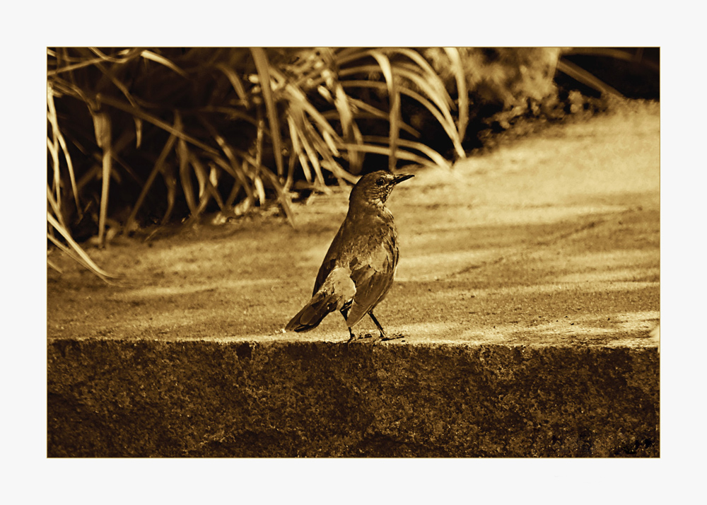 Amsel in Sepia