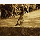 Amsel in Sepia