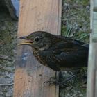 Amsel in SW- Frankreich ???