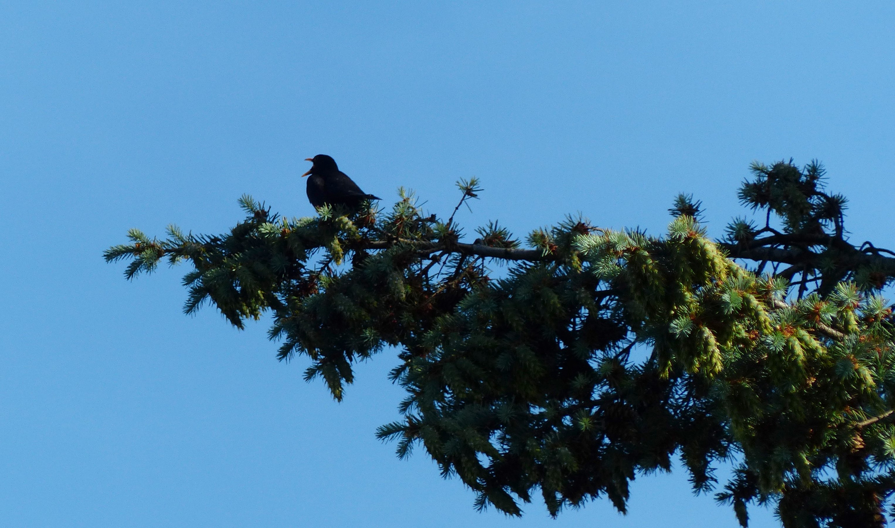 Amsel in Tanne 