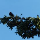 Amsel in Tanne 