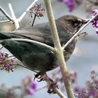 Amsel in unserem Liebesperlen-Strauch ...