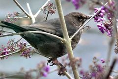 Amsel in unserem Liebesperlen-Strauch ...